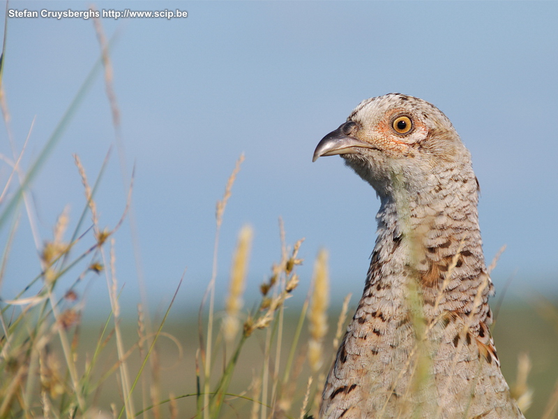 Fauna op Texel - Fazant Enkele foto's van zeehonden en vogels op het Waddeneiland Texel (Nederland). Stefan Cruysberghs